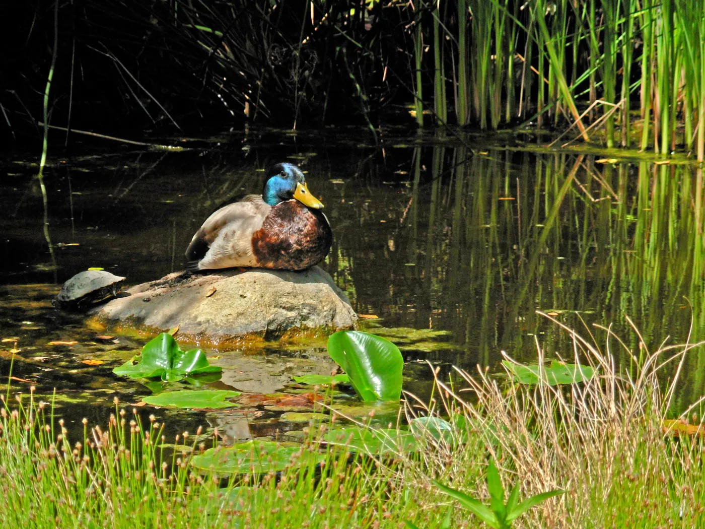 Male Mallard on Rock in Pond