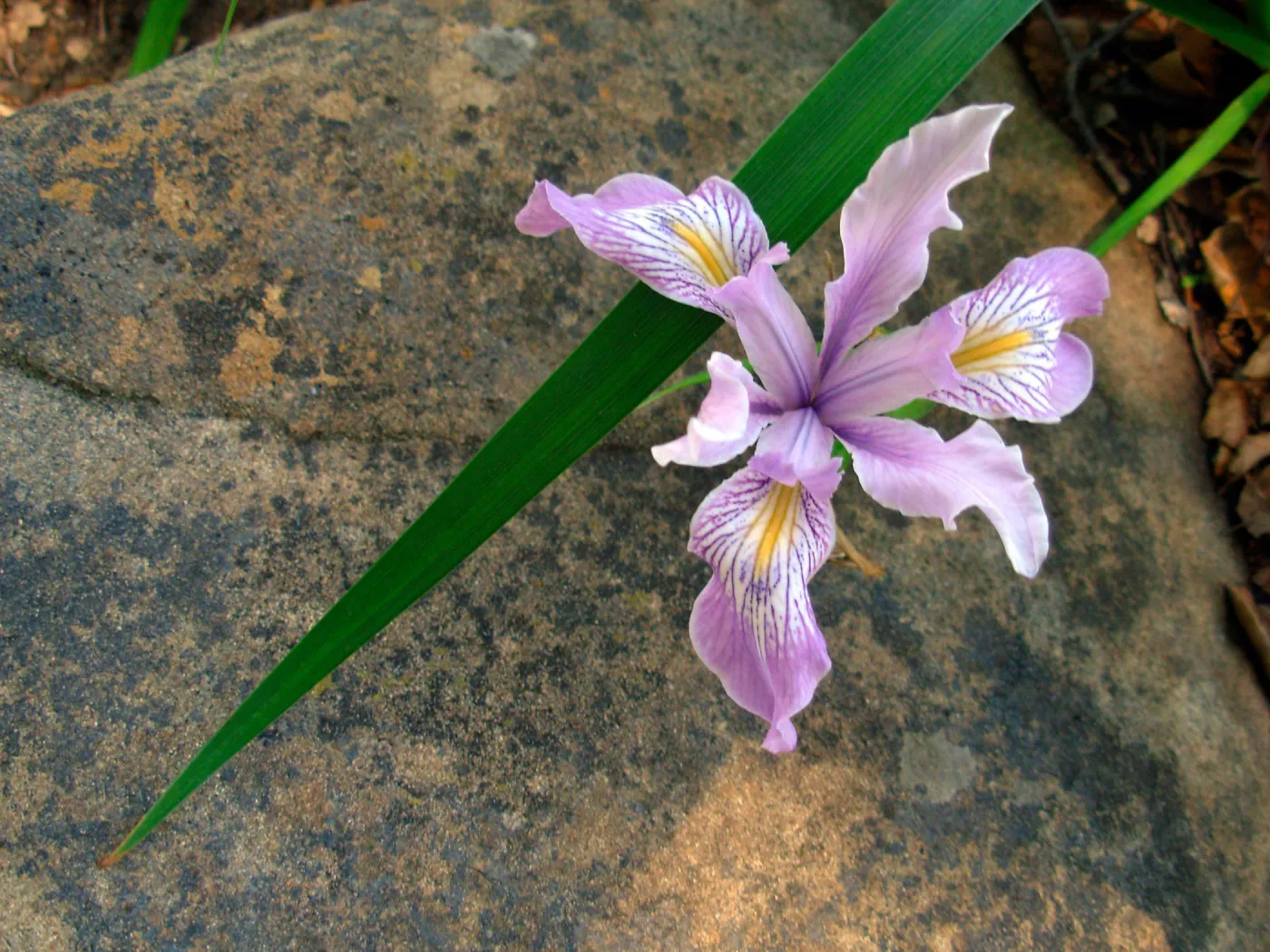 Iris sp. with Sandstone