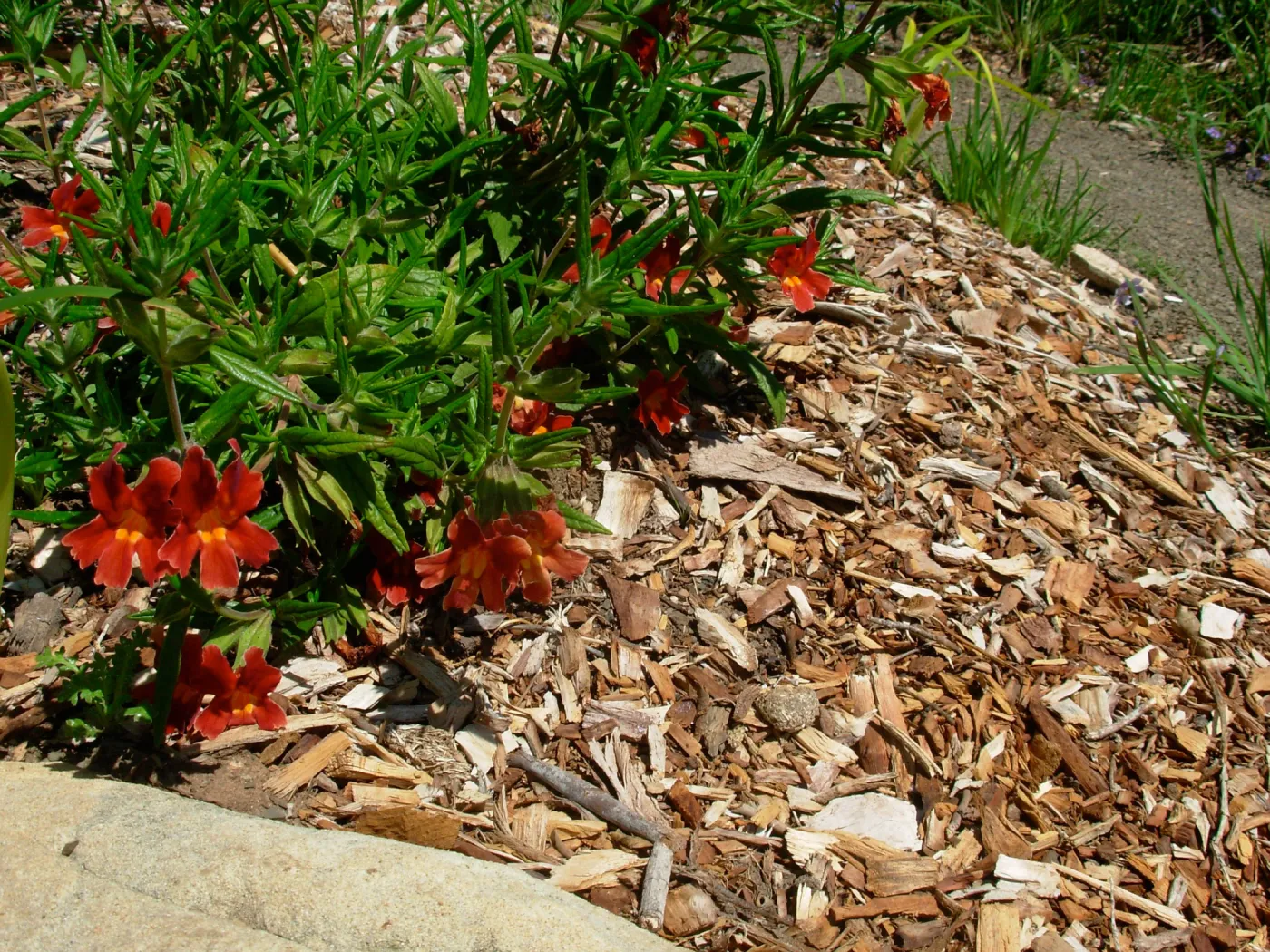 Mimulus aurantiacus