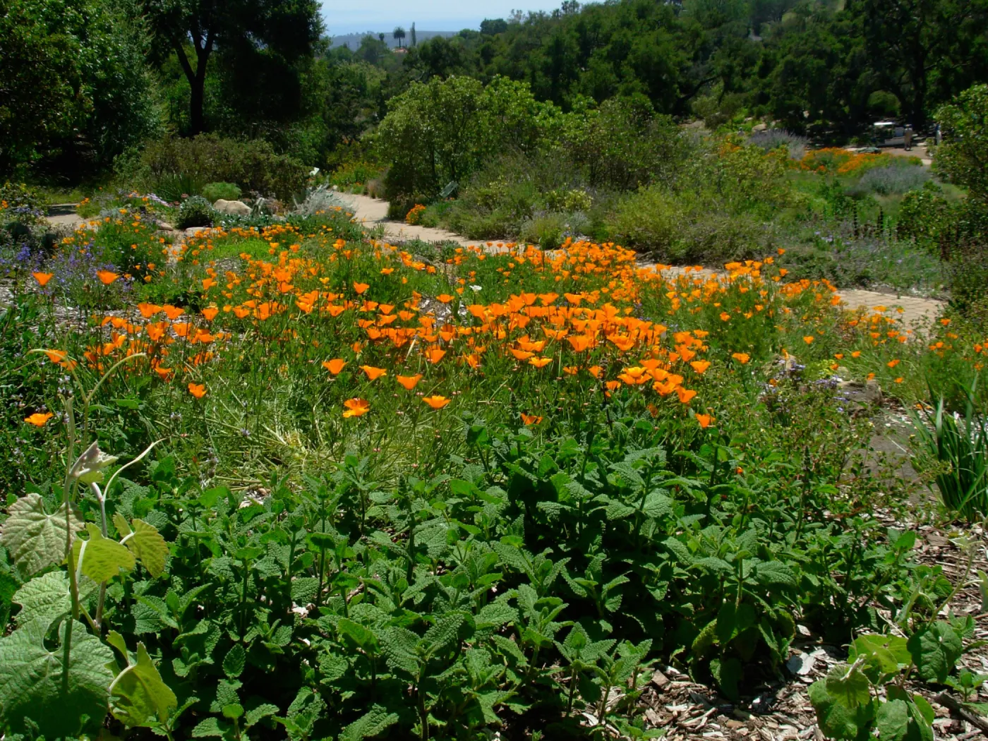 Poppies in Meadow Section