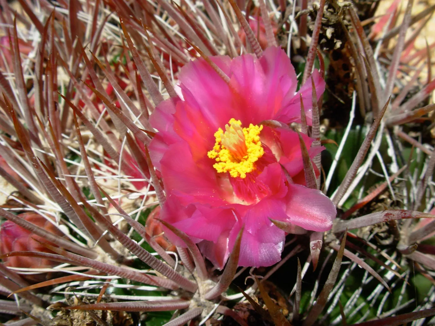 Pink Cactus Flower 