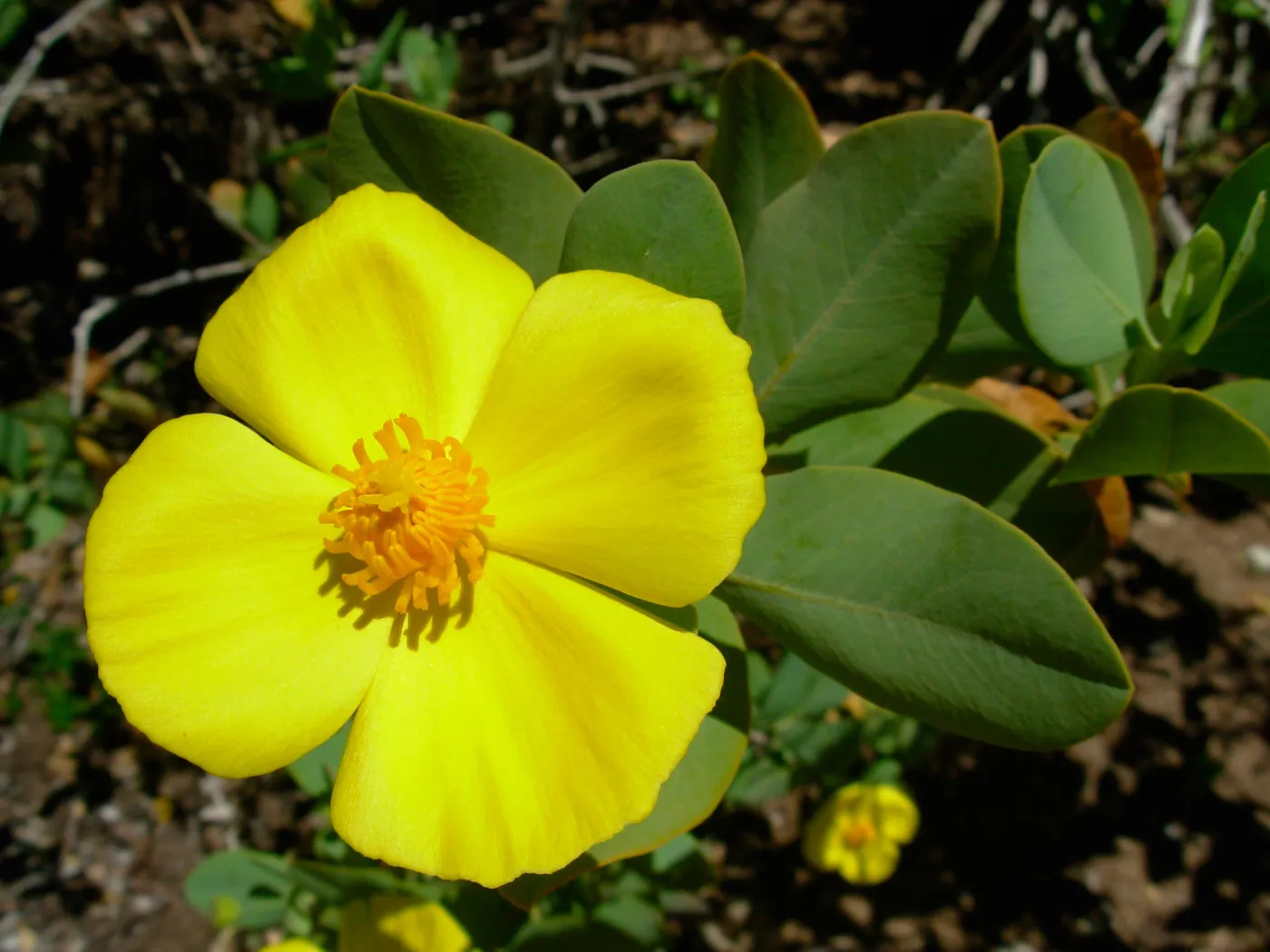 Dendromecon rigida