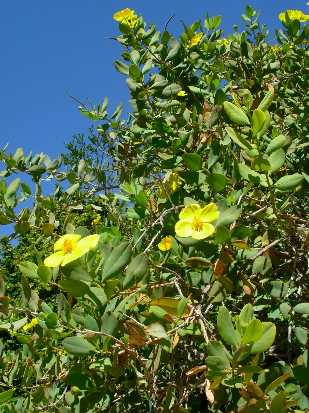 Dendromecon rigida