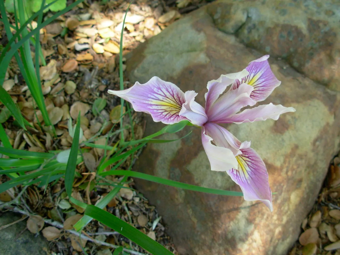 Iris sp.