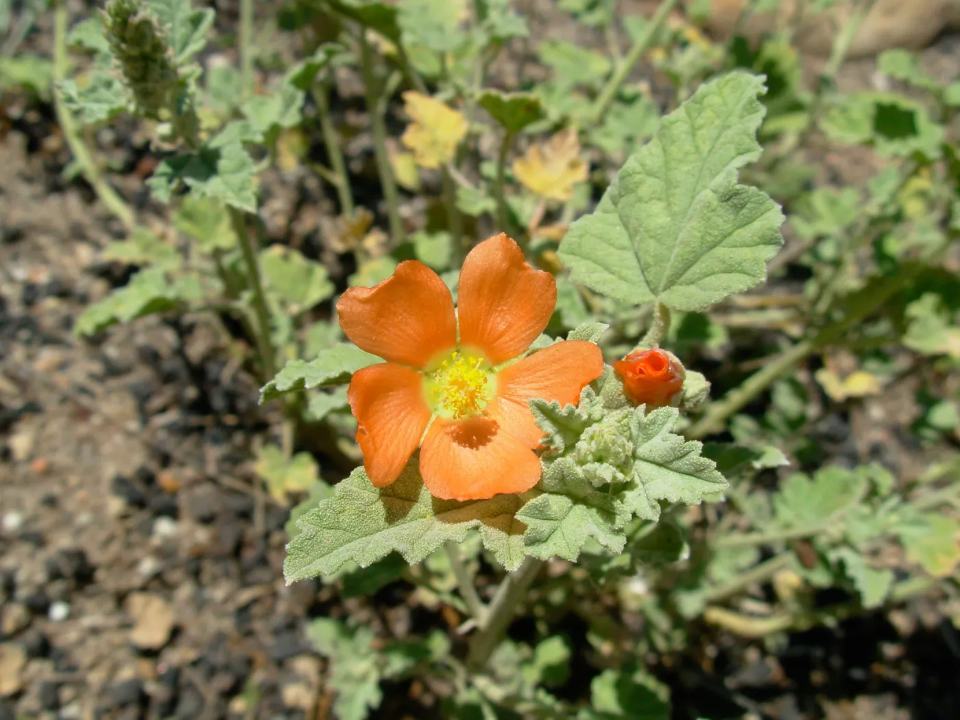 Sphaerlcea sp.