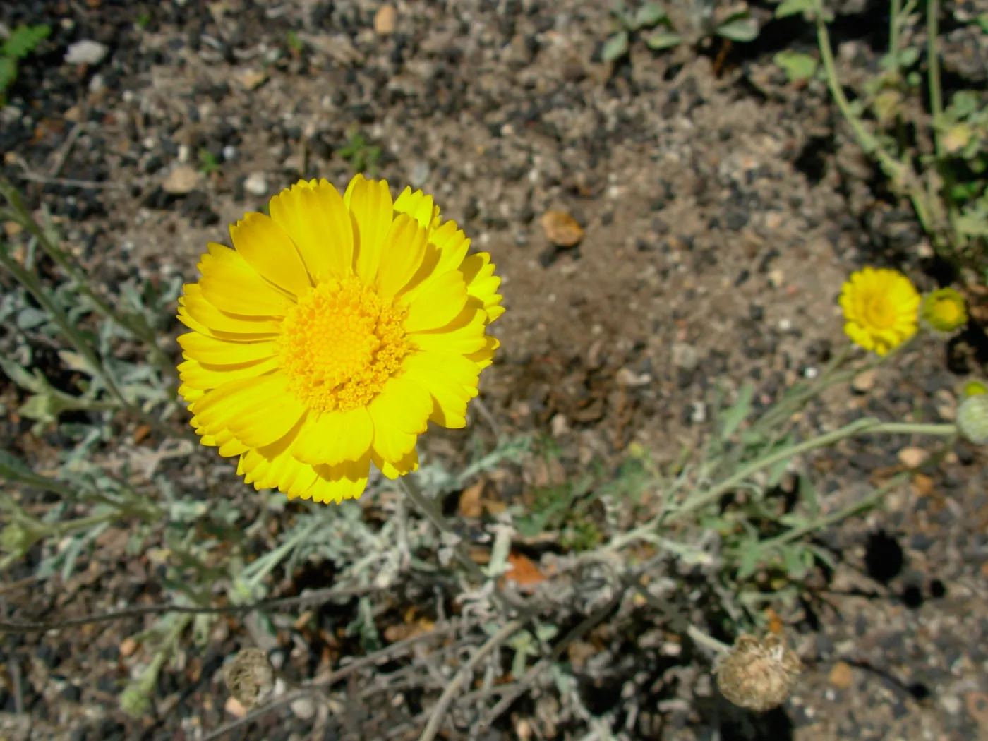 Yellow Flower 