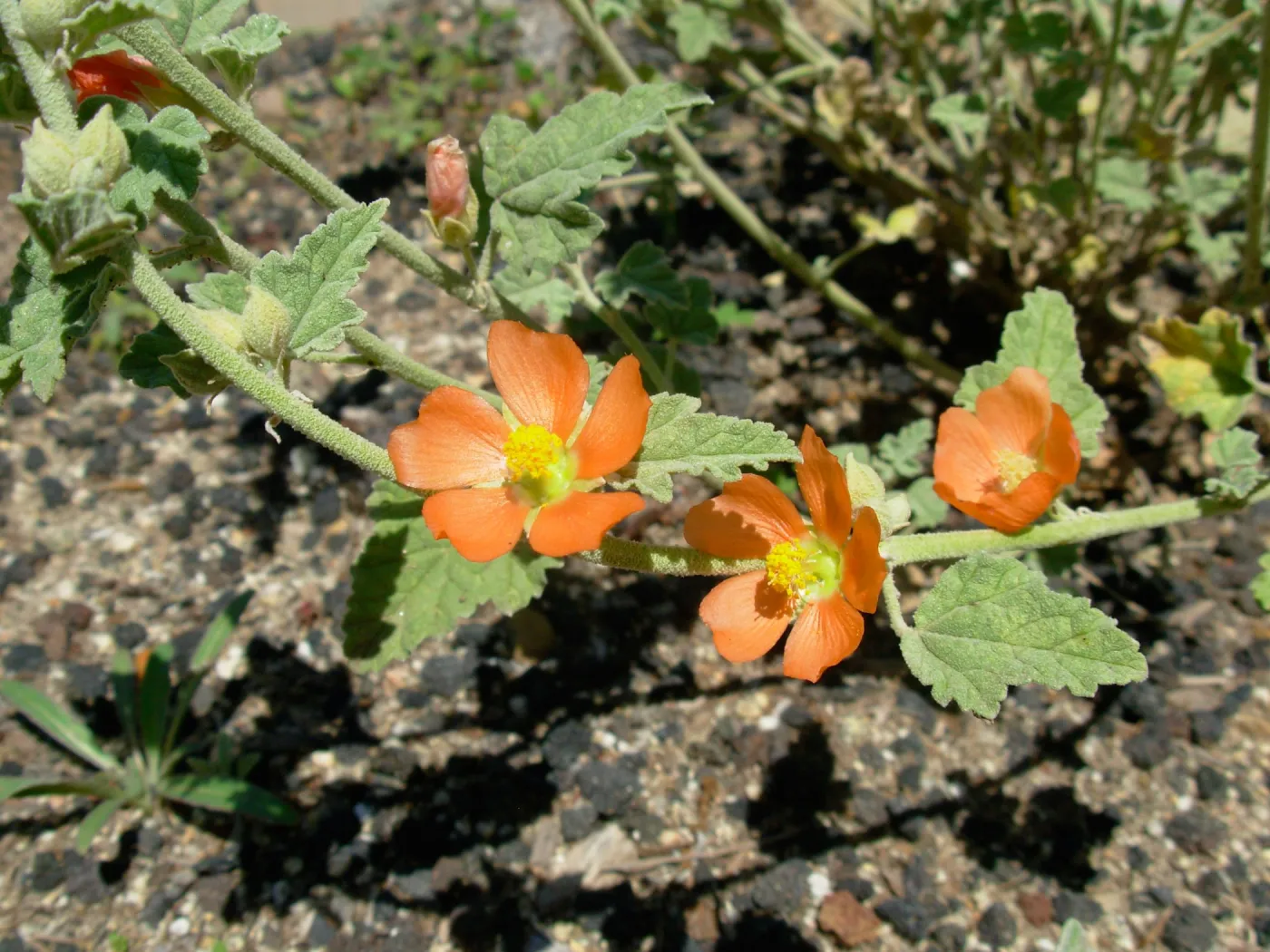 Sphaerlcea sp.