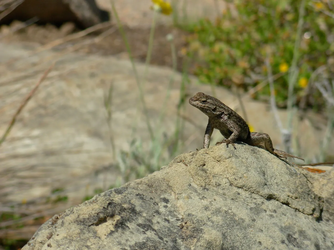 Western Fence Lizard on Rock