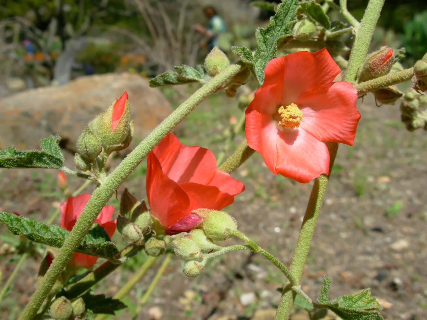 Orange Flower
