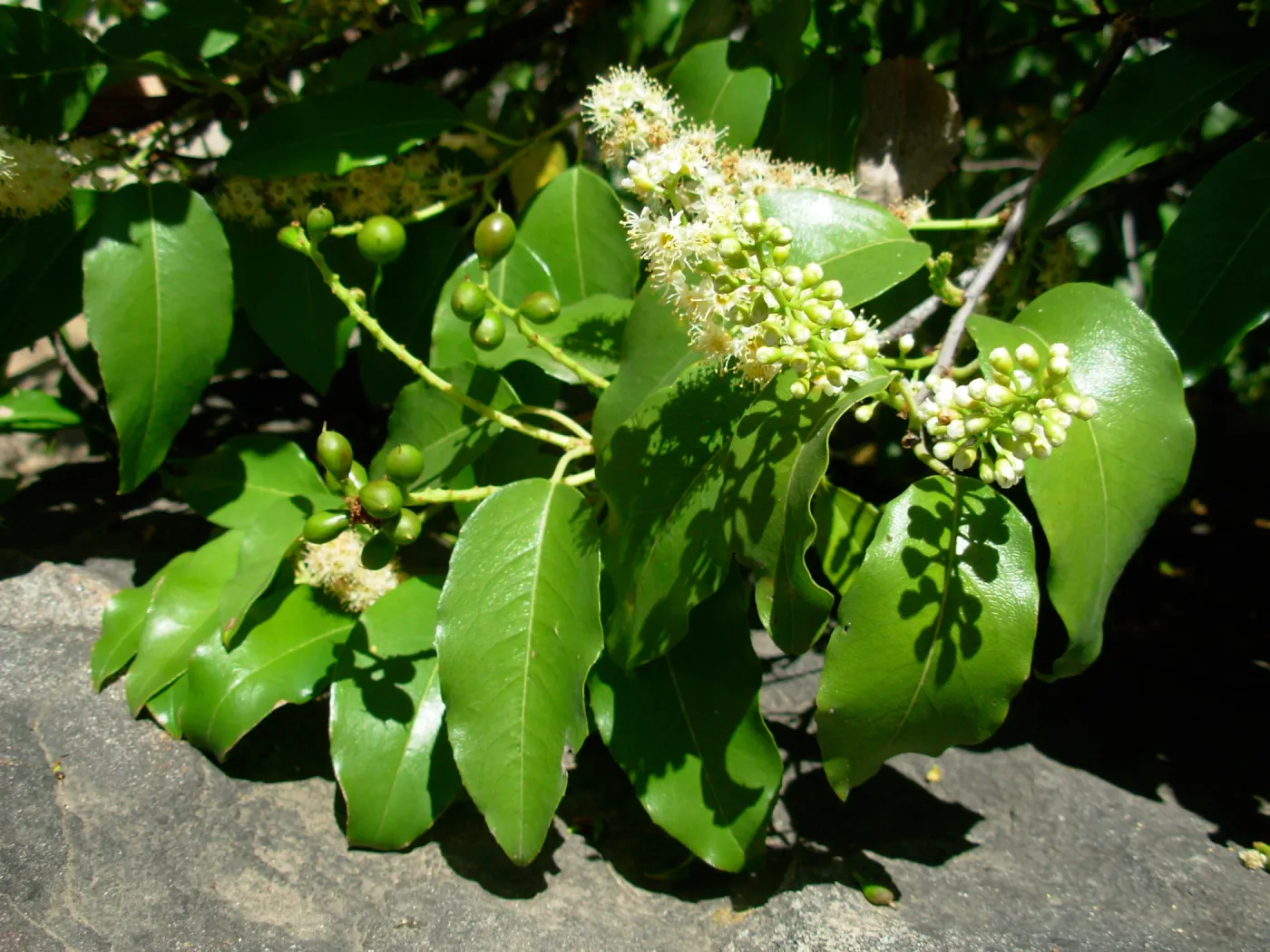 Prunus ilicifolia ssp. lyonii, Home Demonstration Garden, SBBG