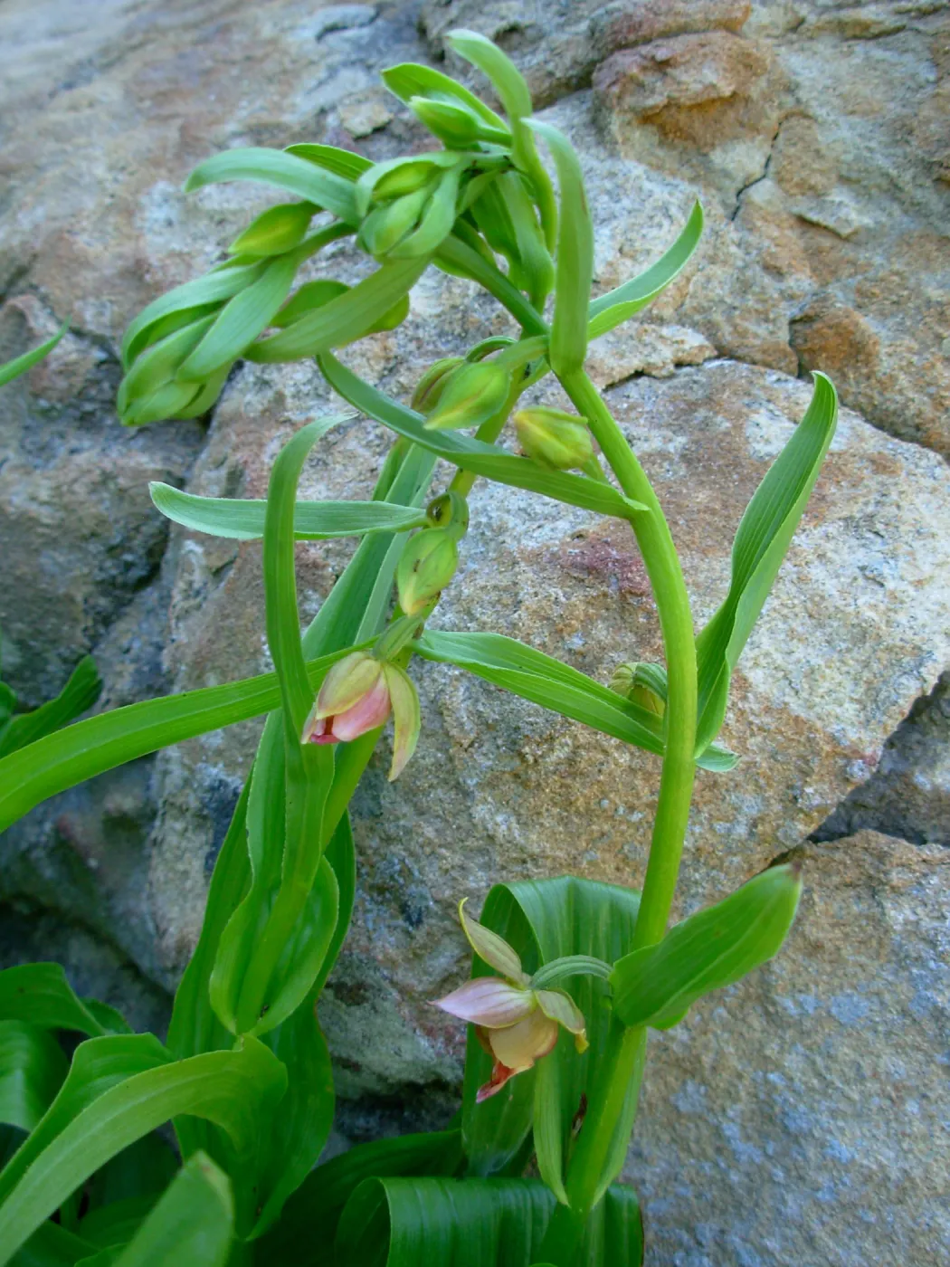 Epipactis gigantea, Arroyo Section, SBBG