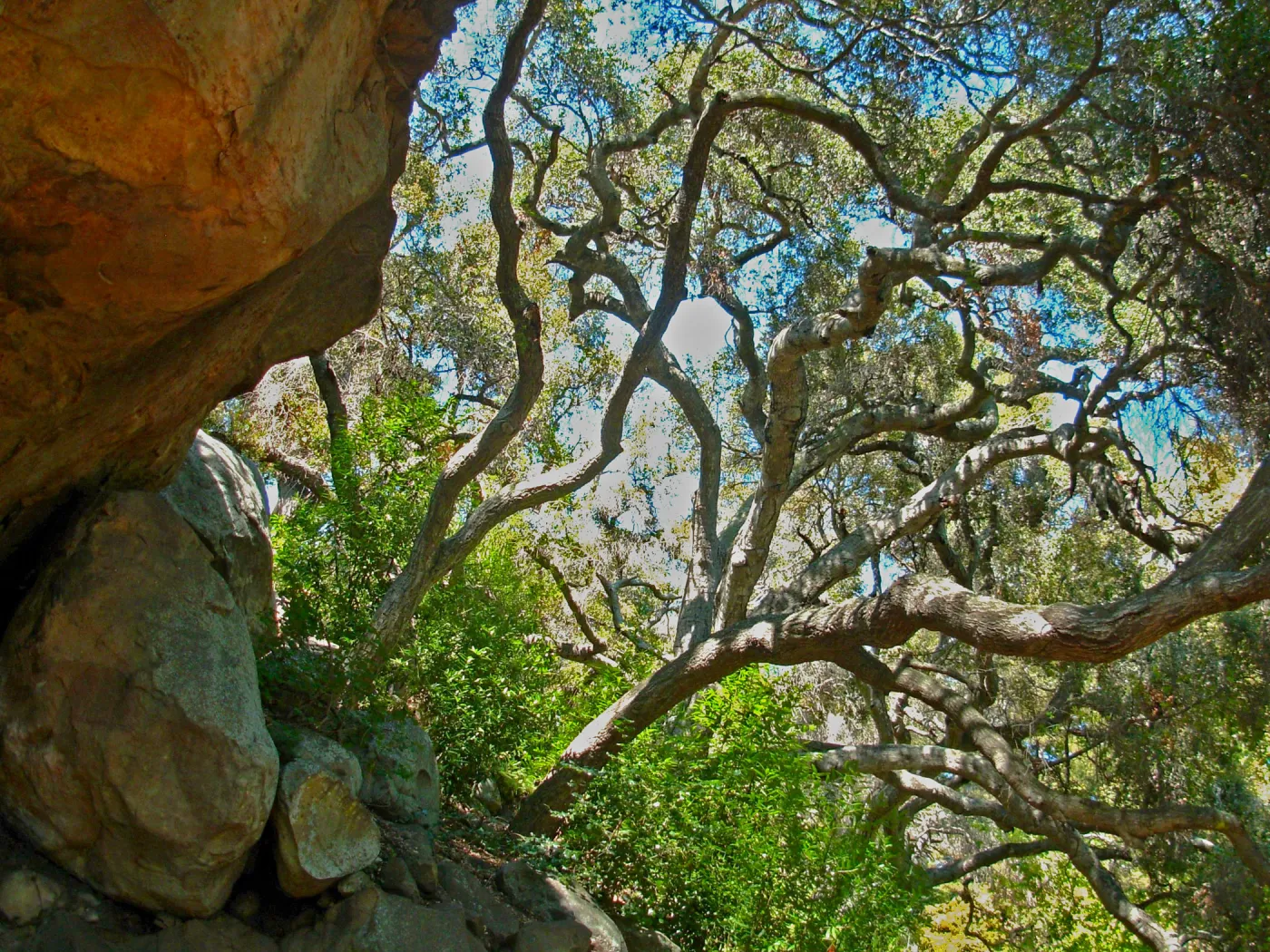 Oak and Boulders, Campbell Trail, SBBG