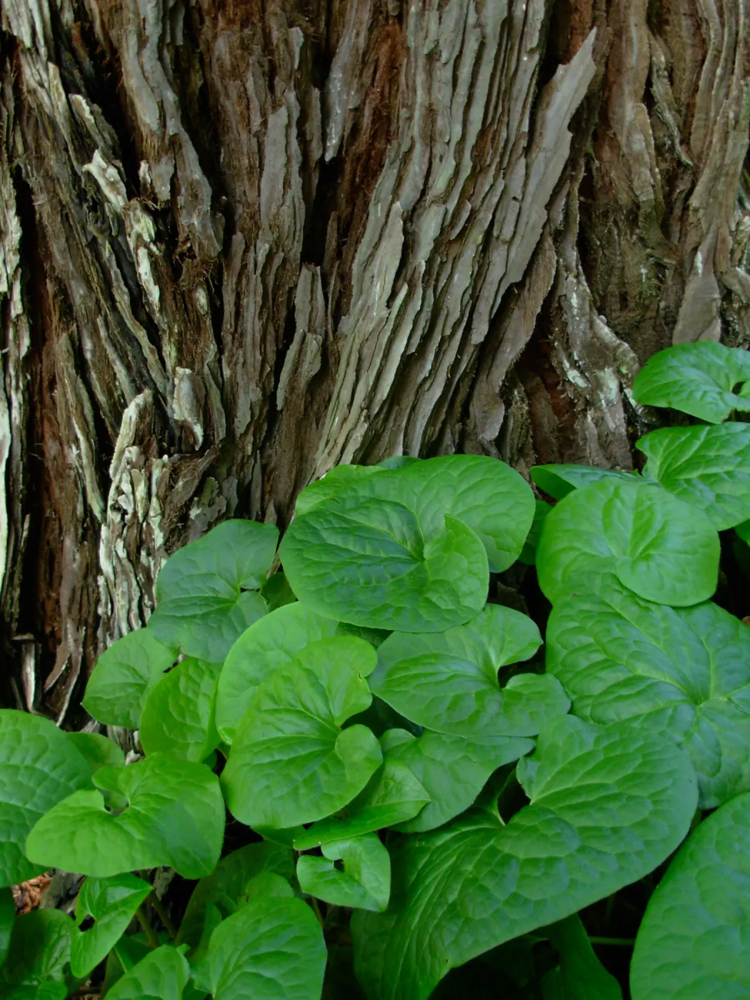 Asarum caudatum w/ Redwood Bark,Redwood Section, SBBG