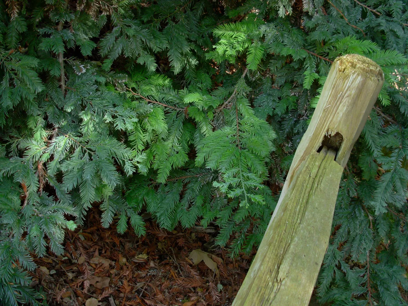 Redwood Branches