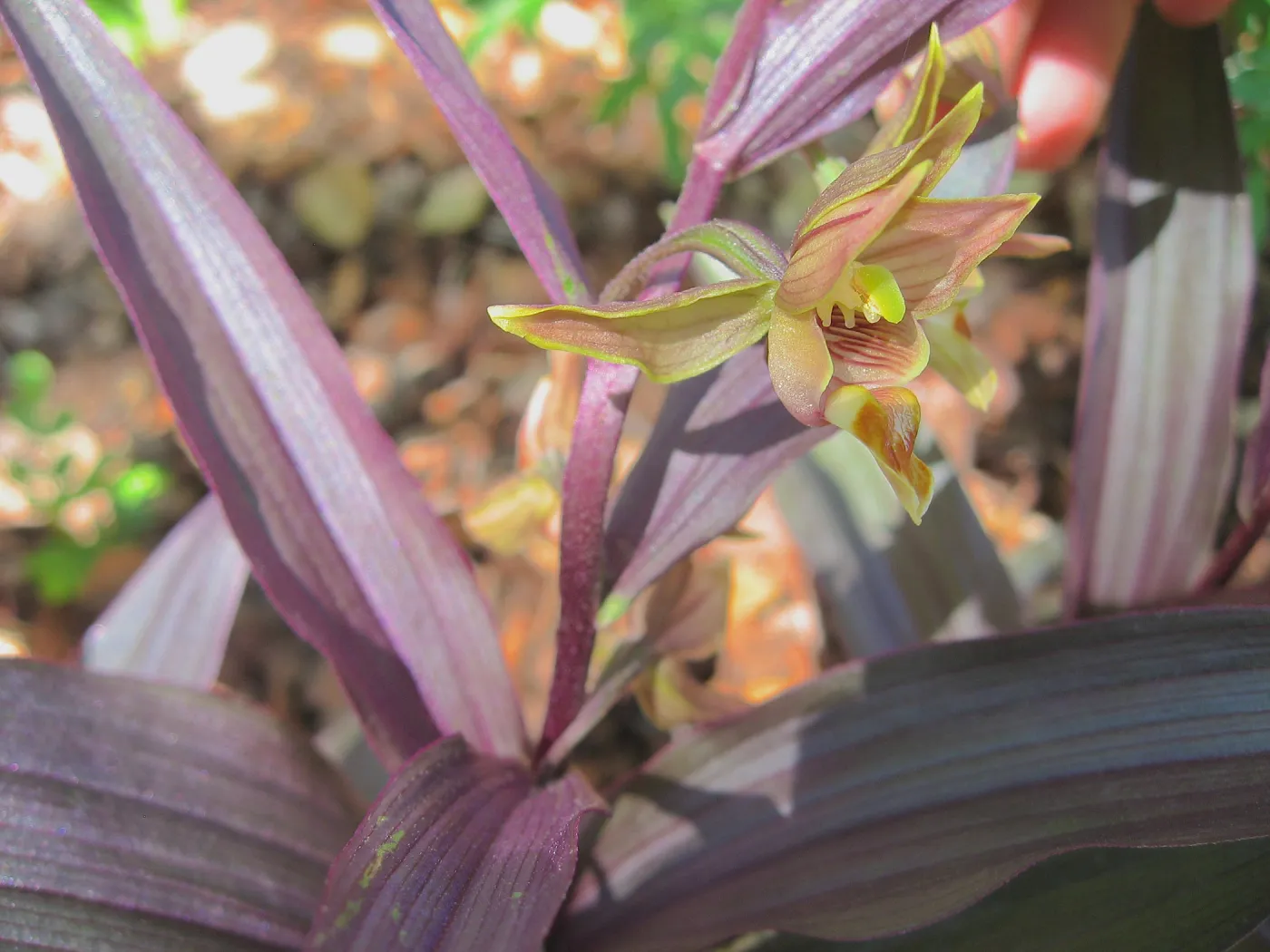 Epipactis gigantea