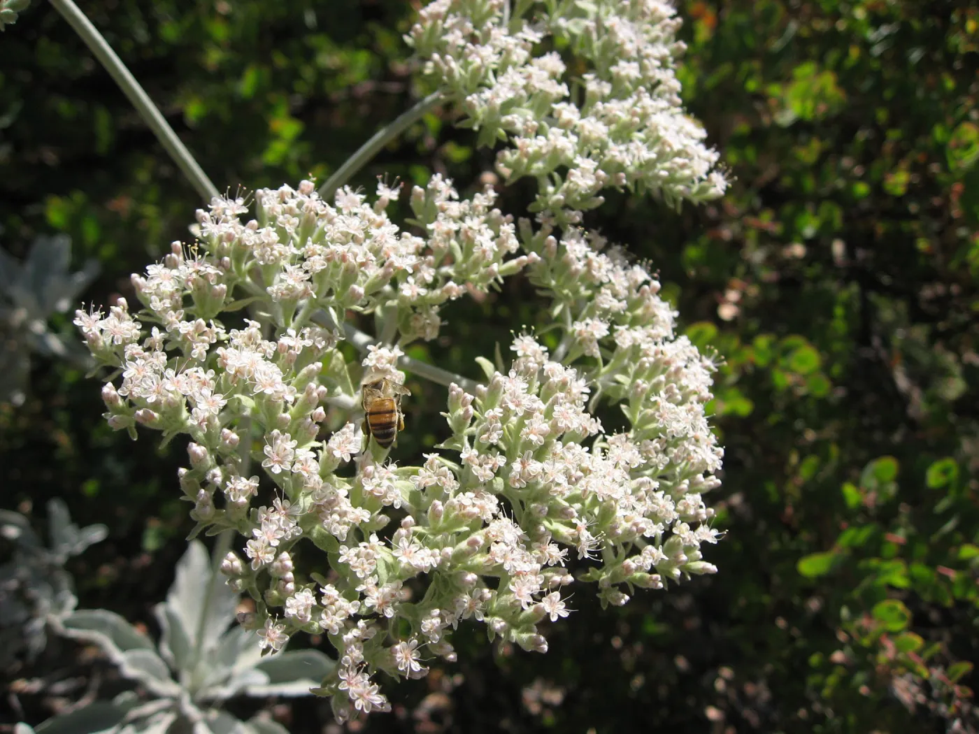 honey bee