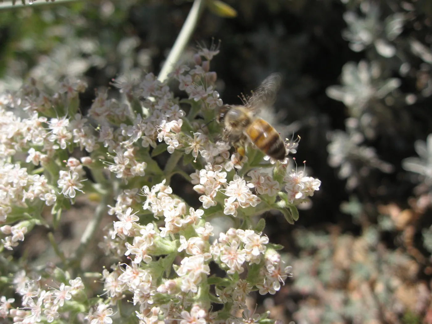 honey bee