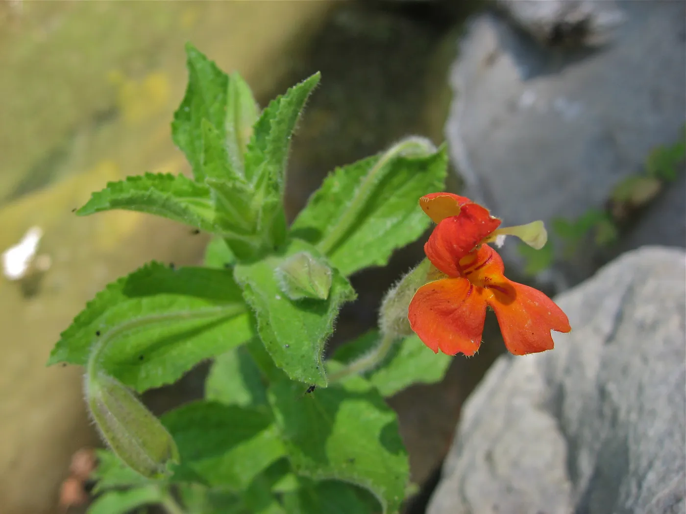 Mimulus cardinalis, Mission Creek, SBBG