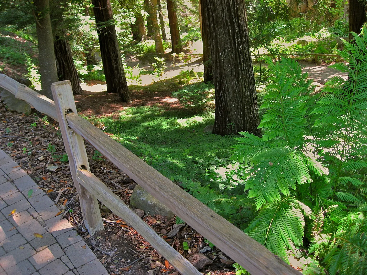 Redwood Section