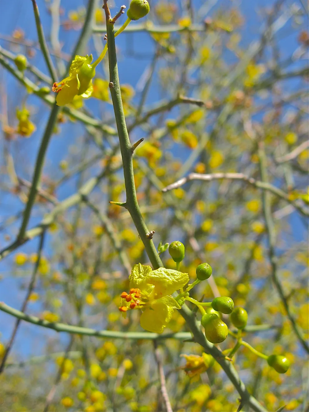 Cercidium flordium
