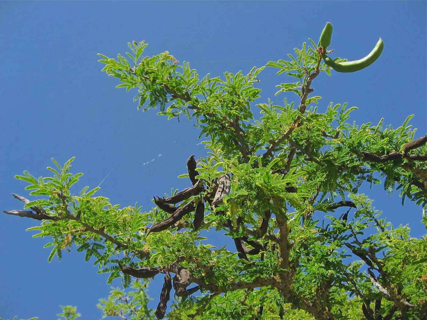 Acacia farnesiana