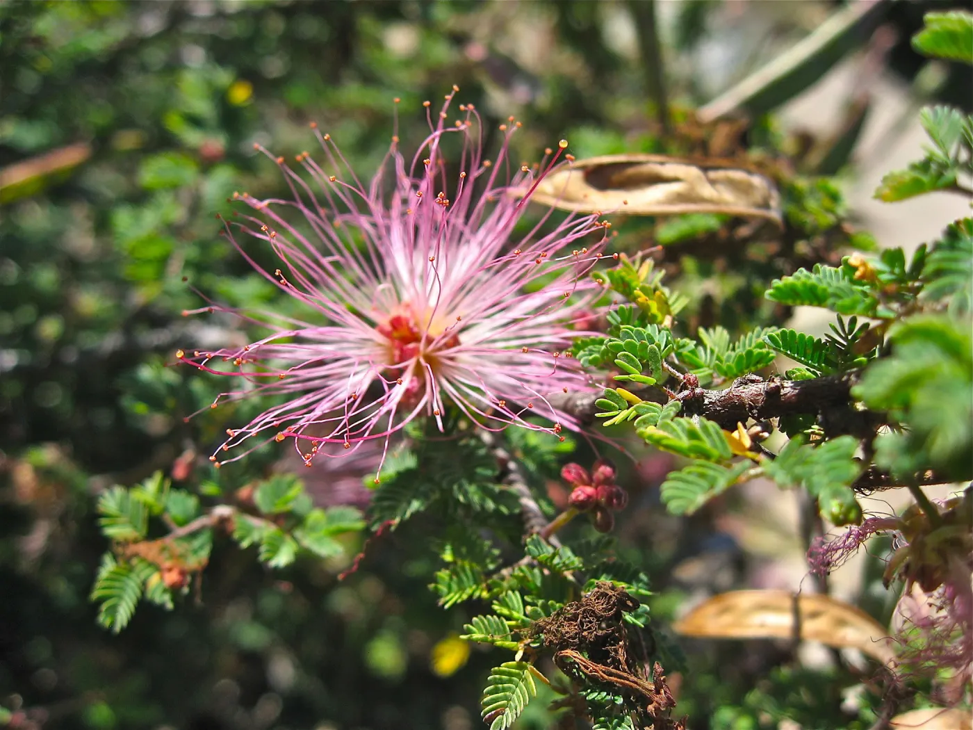 Calliandra