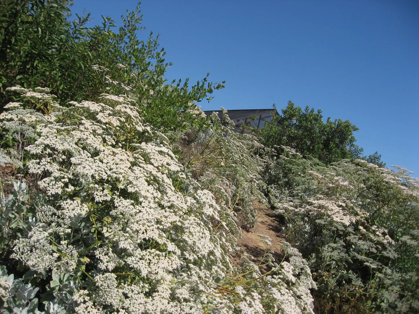 Eriogonum giganteum, Porter Trail, path to the Hort Unit