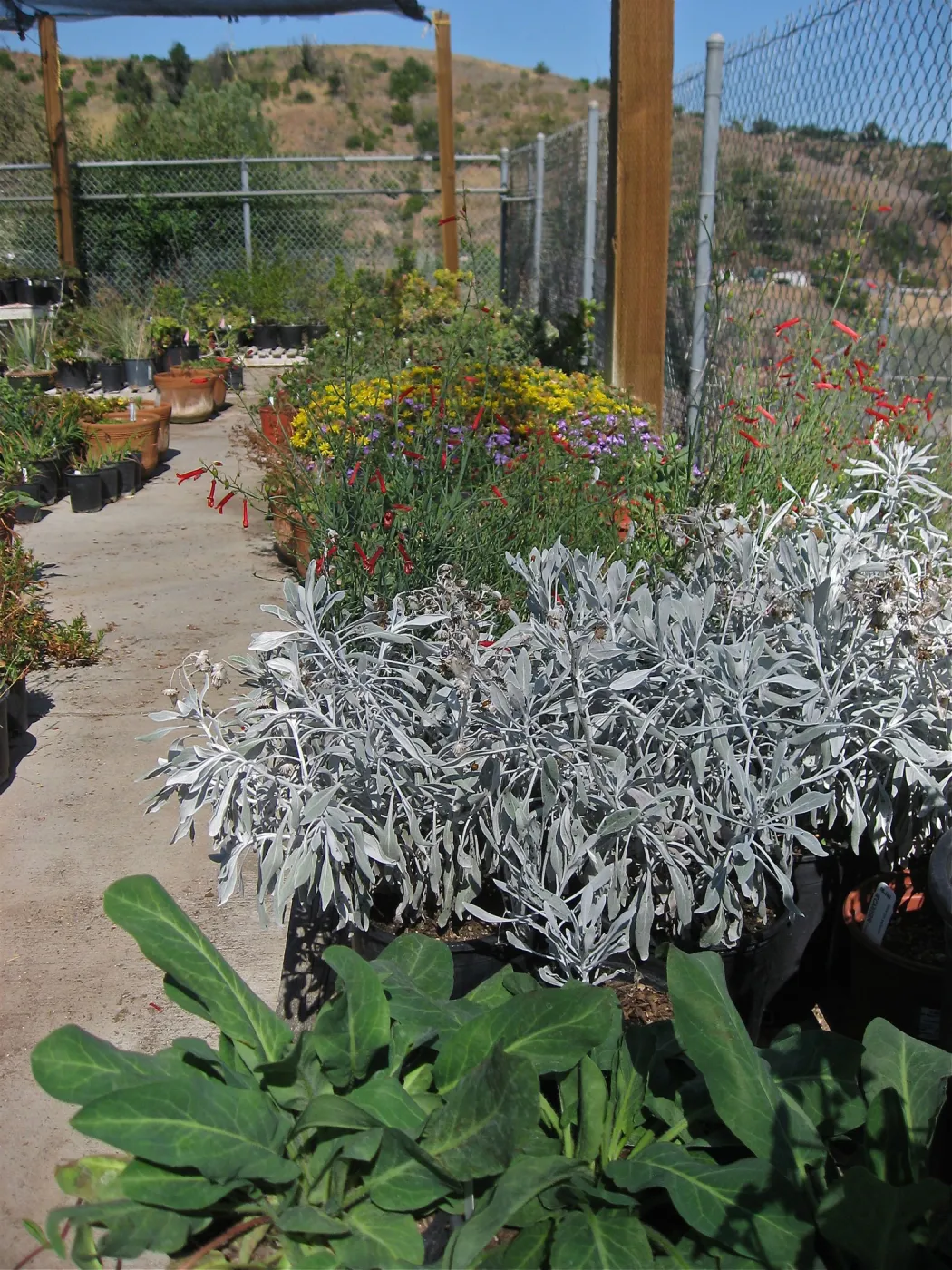 Hort Unit growing area, potted plants ready to plant