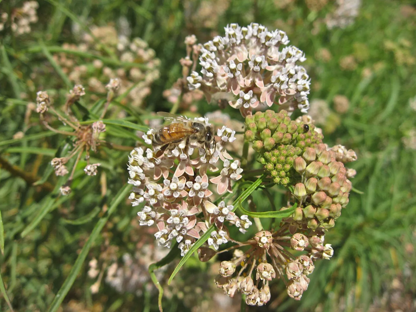 honey bee