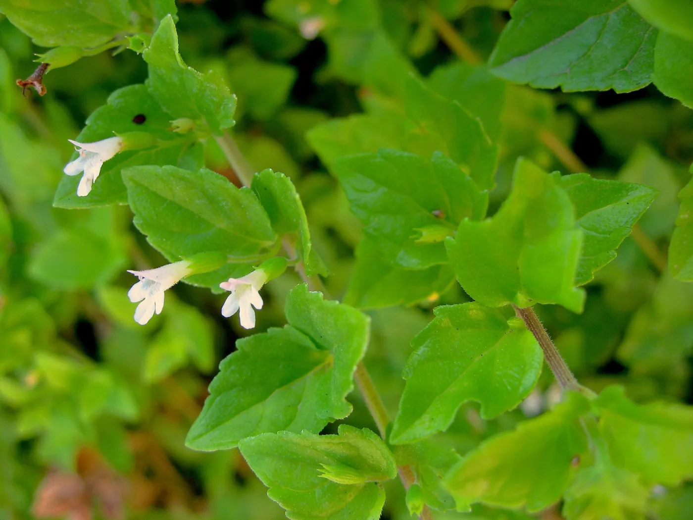 Small white flower with leaves