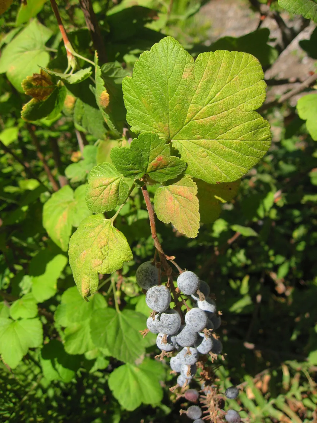 Grapes ?