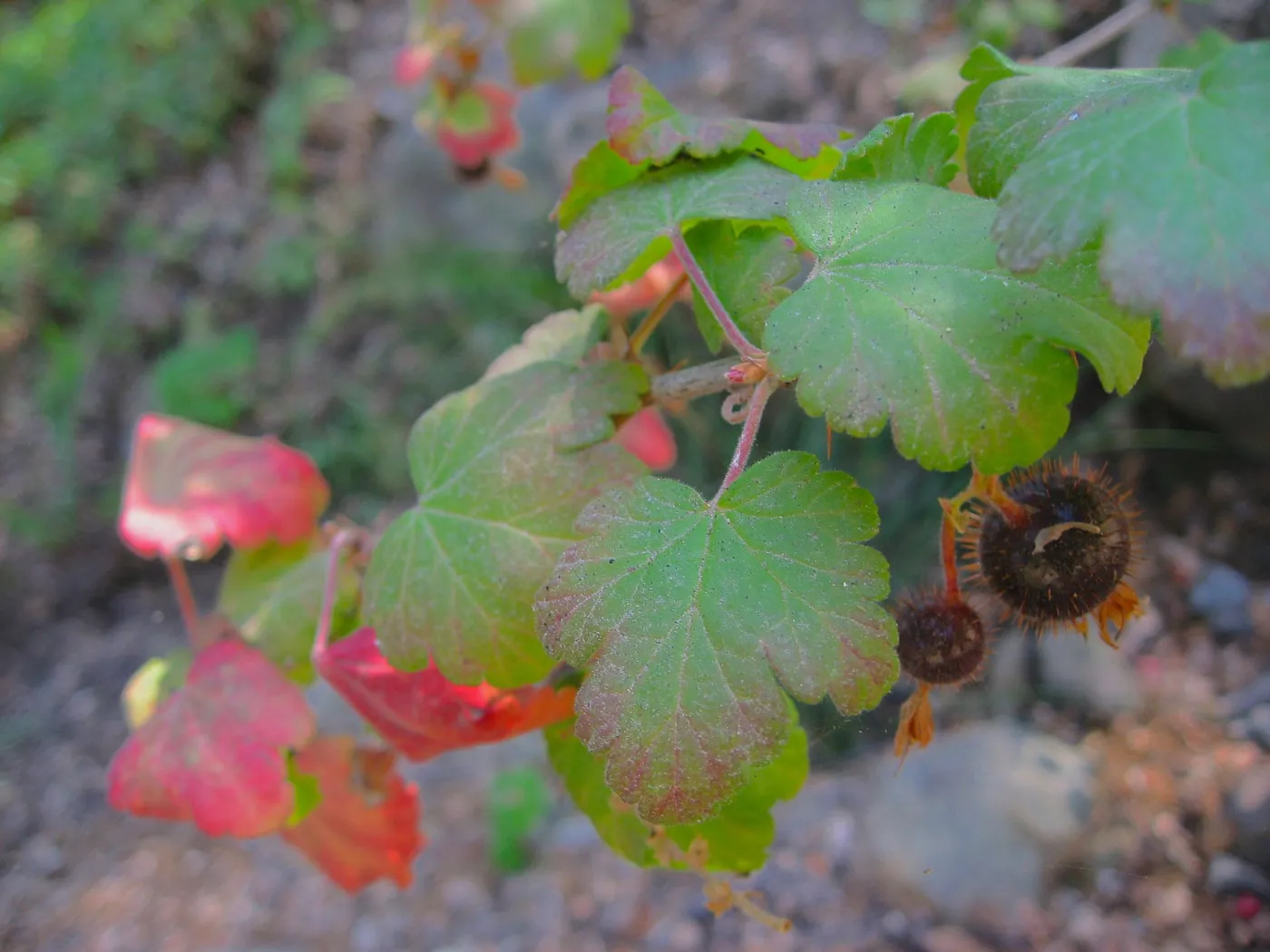 branch with fruit and red leaves