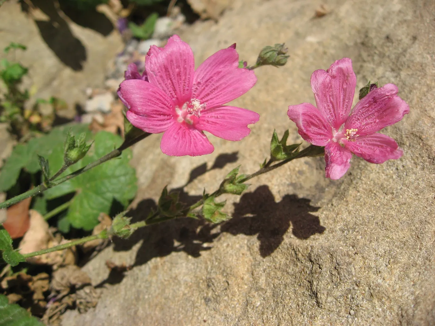 pink flowers against sandstone boulder