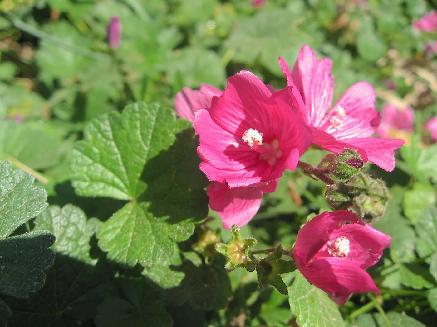 Magenta flower