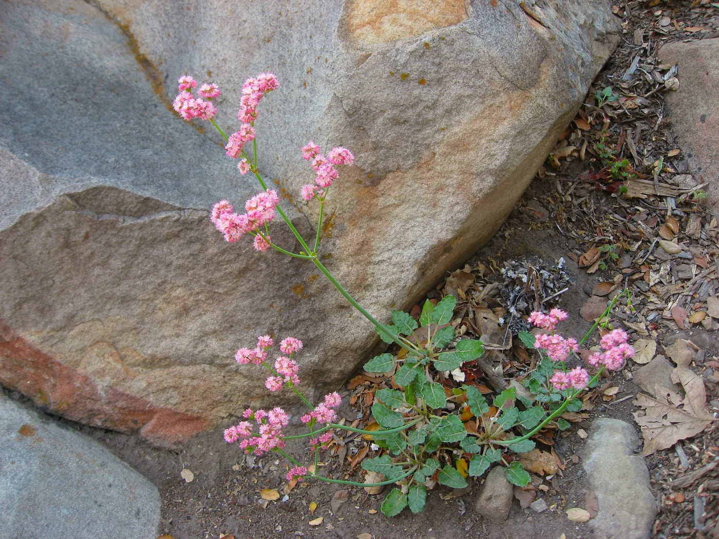 Buckwheat
