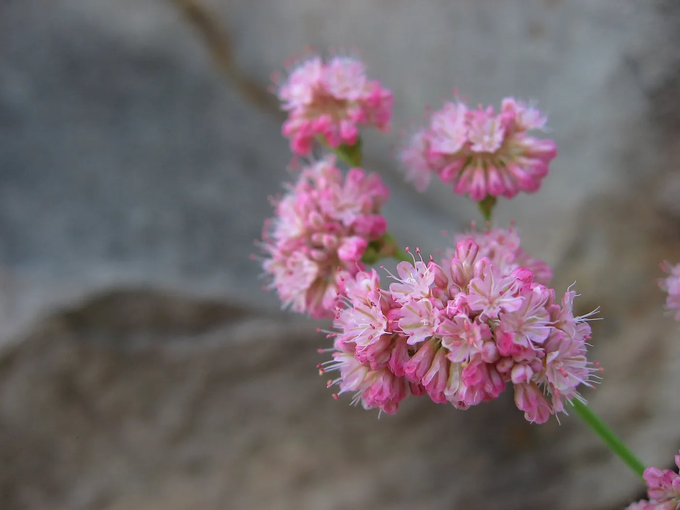 Pink Flower Buckwheat?