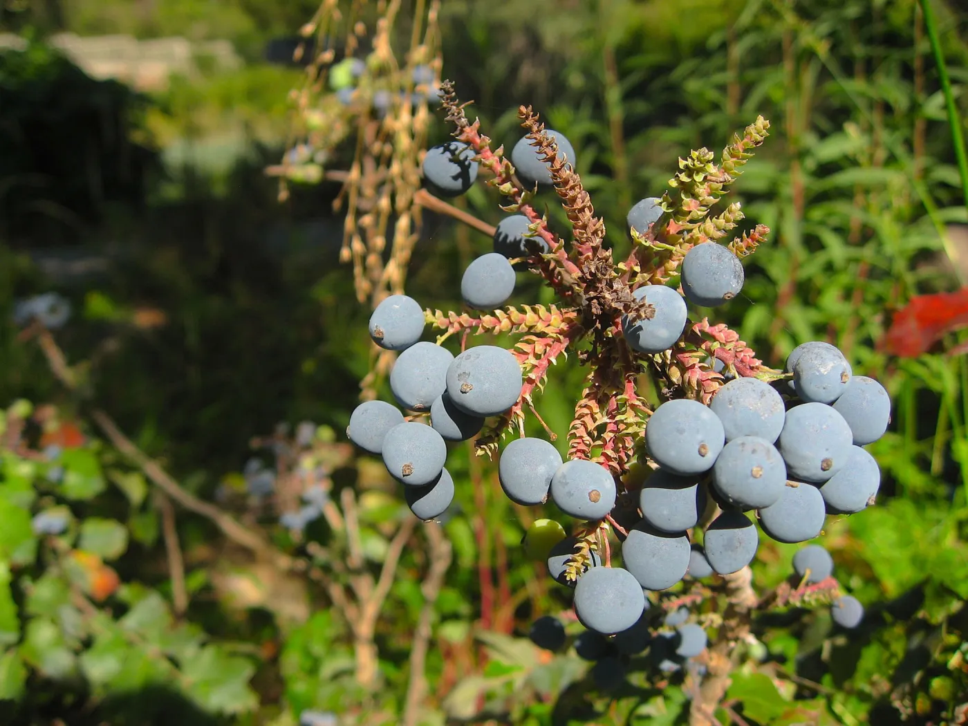 Berries?