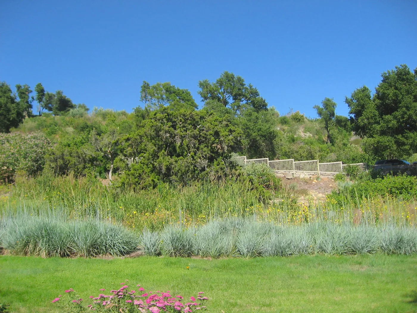 Meadow lawn
