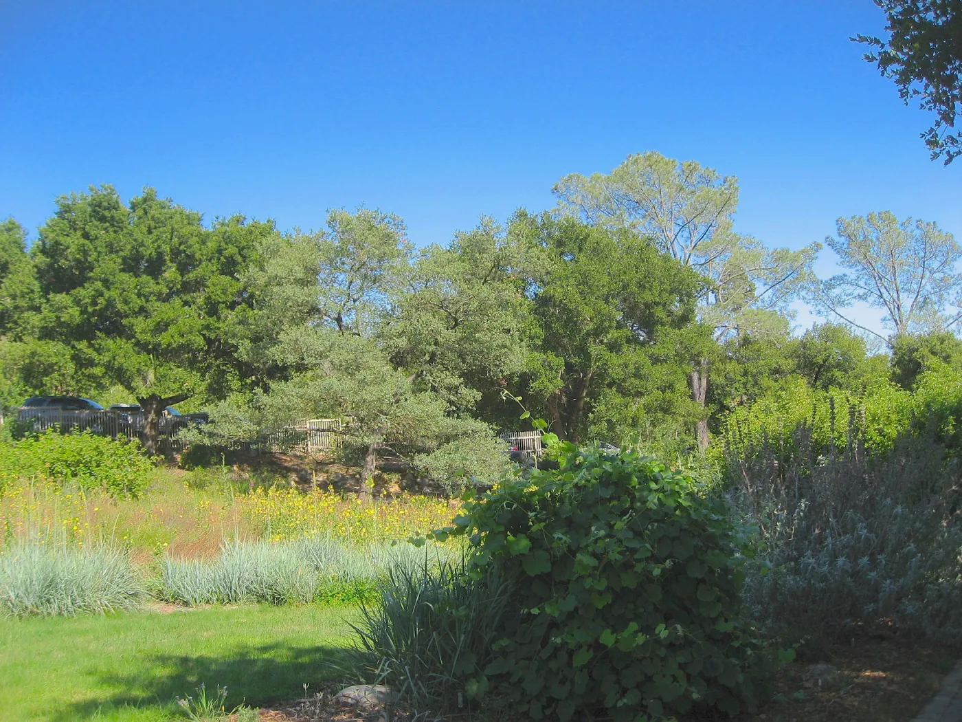 SBBG Meadow, view across to parking lot