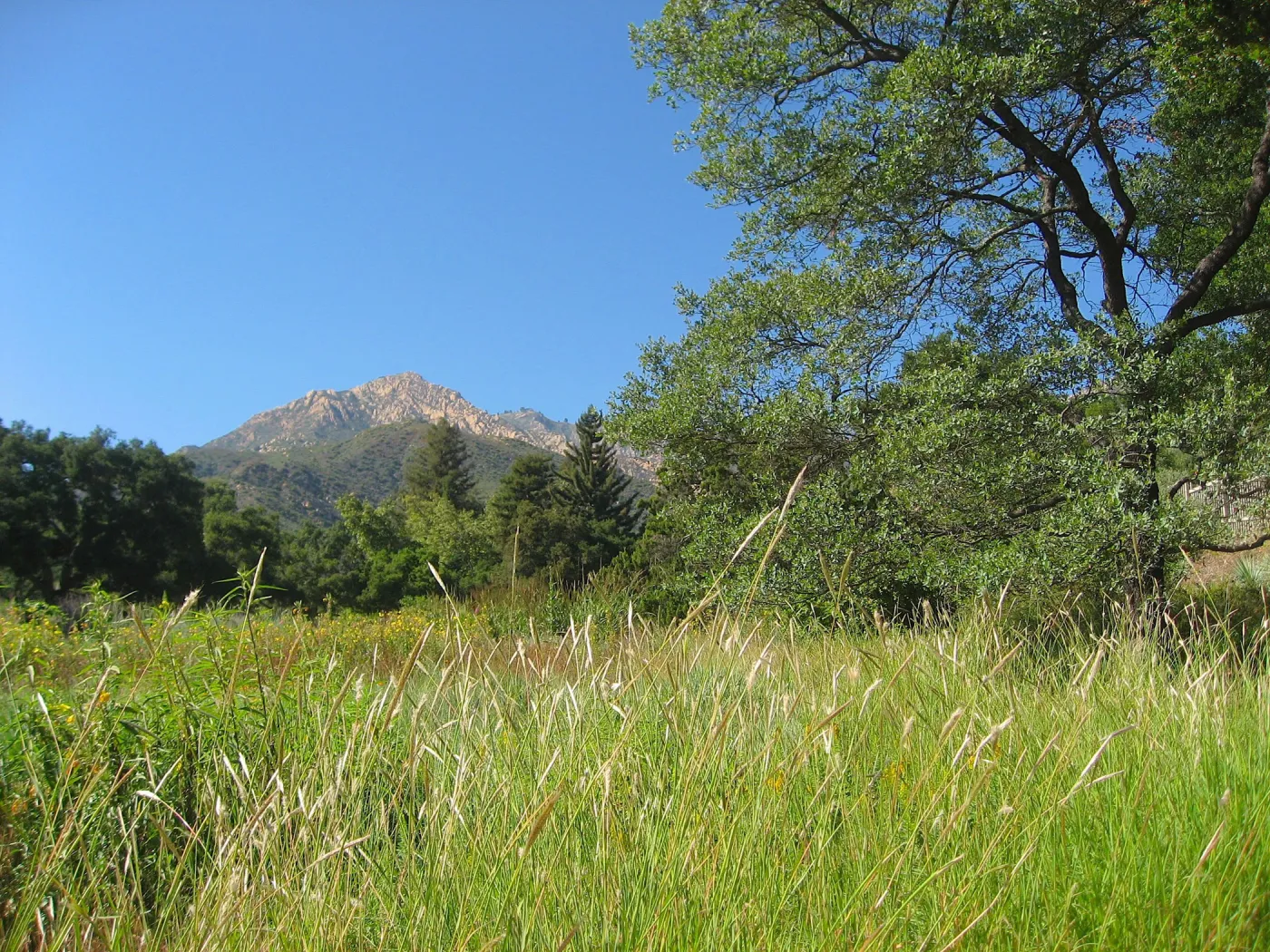 SBBG Meadow, view to La Cumbre Perak