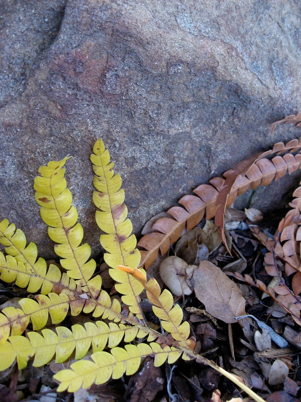ironwood leaves, fall color, sandstone boulder, texture in the Garden