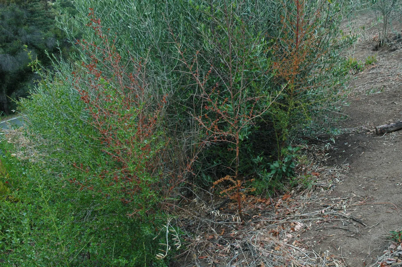 Ceanothus spinosus, dieback caused by Botryosphaeria