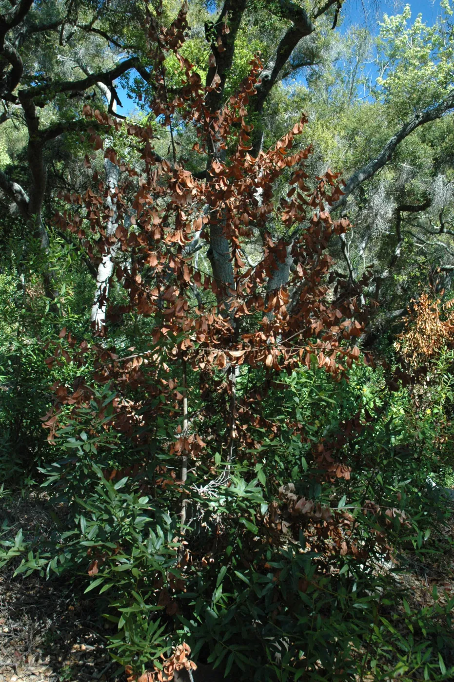 Umbellularia californica, dieback caused by Botryosphaeria