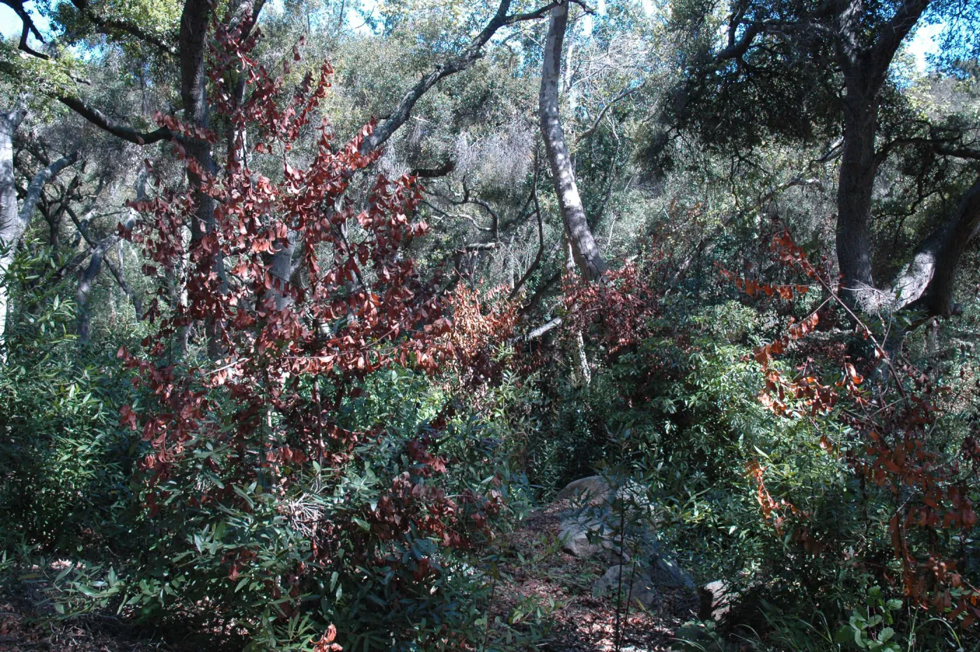 Umbellularia californica, dieback caused by Botryosphaeria