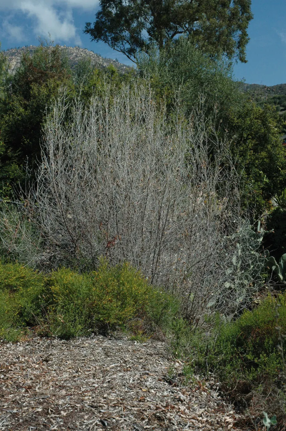 Olive treatment at Quercus dumosa site