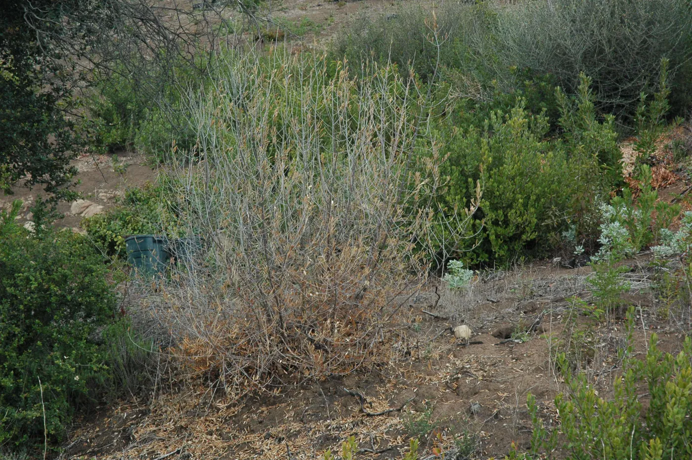 Olive treatment
