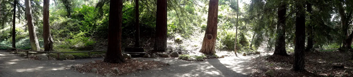SBBG Redwood Section, panorama