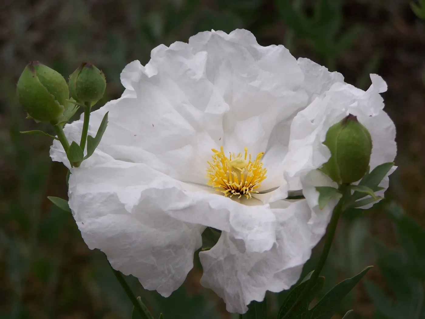 Matilija poppy flower