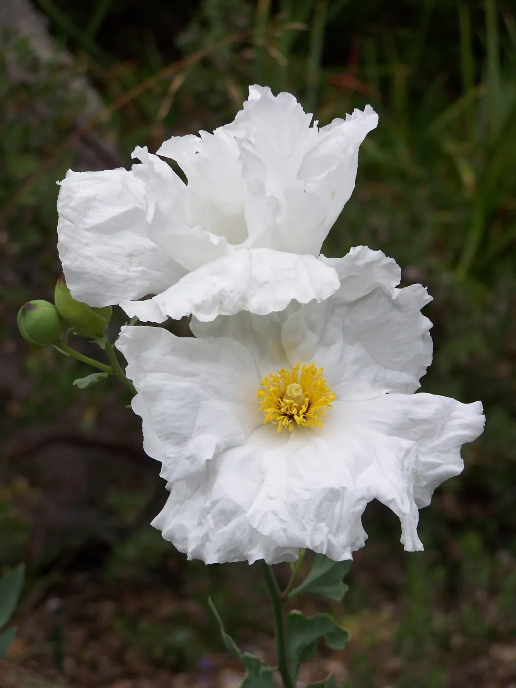 Matilija poppy flower