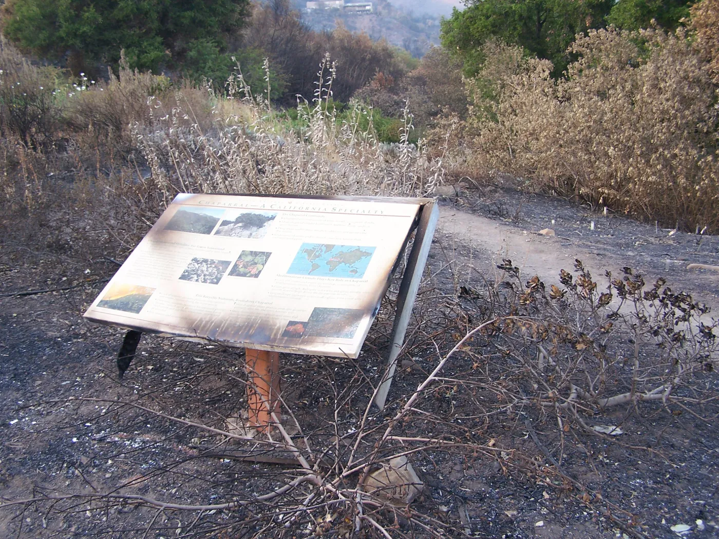 SBBG After the Jesusita Fire, fire damage on the east side of the Garden and at the Hort Unit